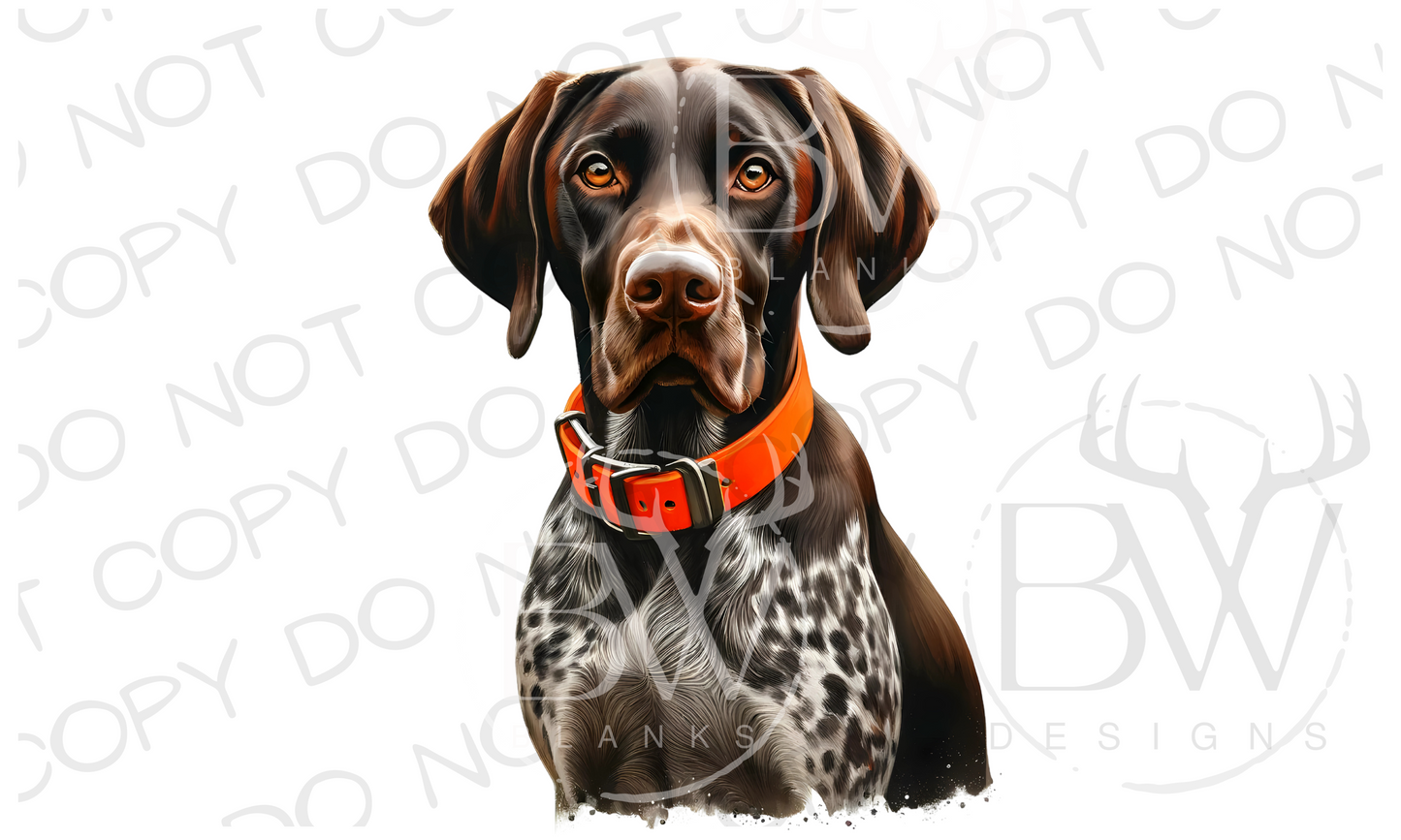 Pointer with Orange Collar Pheasant Hunting Digital Download PNG