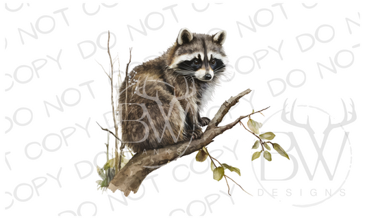 Raccoon Digital Download PNG